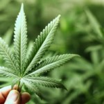 Medical Marijuana – The risks and benefits involved