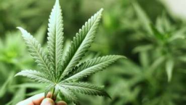 Medical Marijuana – The risks and benefits involved