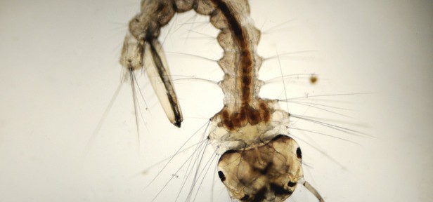 Mosquito: The most dangerous animals in the world