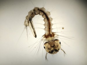 larvae1.jpg