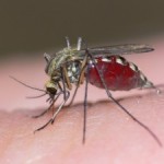 Mosquito: The most dangerous animal in the world