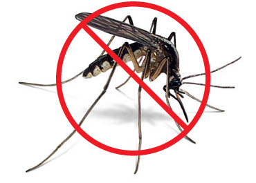 Mosquito: The most dangerous animals in the world