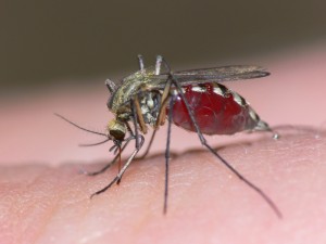 Mosquito: world's most dangerous animal