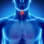 Learn More About Your Thyroid Gland!