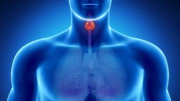 Learn More About Your Thyroid Gland!