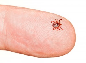 Lyme disease - AllDayChemist Blog