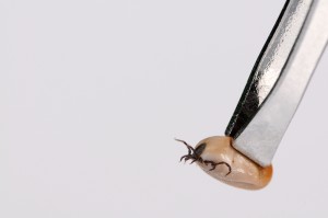 Lyme disease - AllDayChemist Health Blog