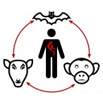 Ebola Disease Is A Rare But Deadly Disease Caused By One Of Ebola Virus Strains
