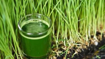Health benefits of wheat grass juice
