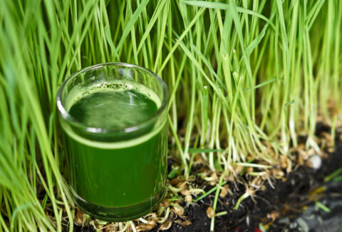 Health benefits of wheat grass