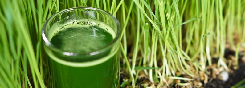Health benefits of wheat grass