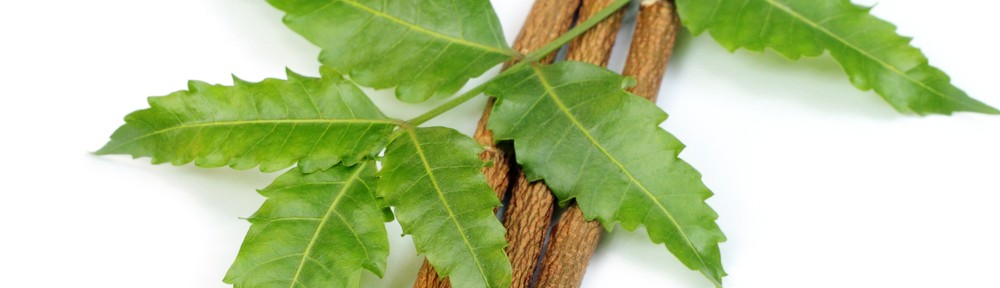 Benefits of Neem for quality skin care