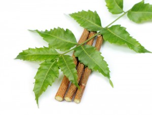 Benefits of Neem for quality skin care