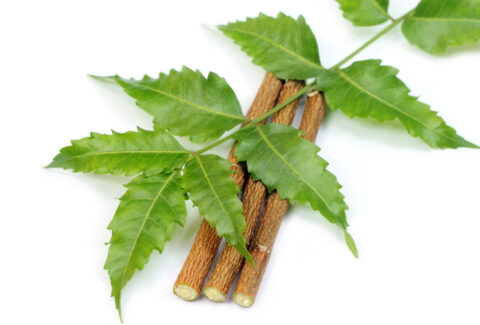 Benefits of Neem for quality skin care