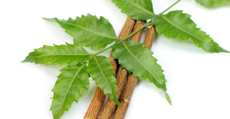 Benefits of Neem for quality skin care