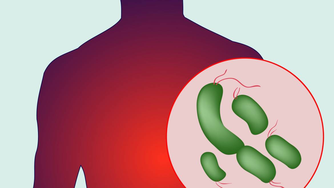 Foods that can increase your gut bacteria
