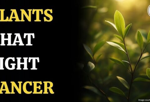 Plants that fight cancer