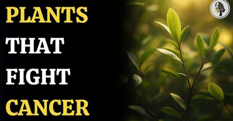 Plants that fight cancer