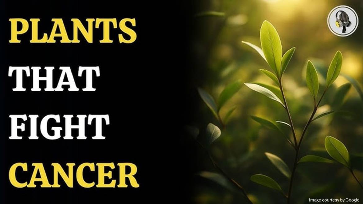 Is Cancer Curable With Plants?