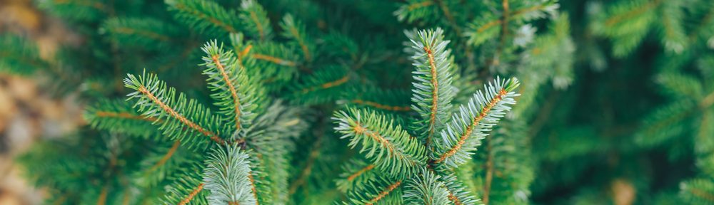 shutterstock_729067045