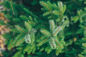 shutterstock_729067045