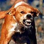 7 Scary diseases your Pet can transmit to Humans