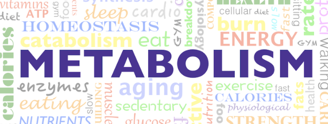 metabolism