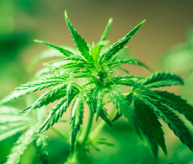 Medical Marijuana