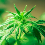 Should You Consider Medical Marijuana?
