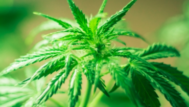 Should You Consider Medical Marijuana?