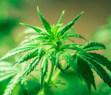 Should You Consider Medical Marijuana?