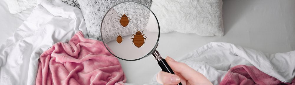 Bedbugs Seemingly Increase Your Risk of Allergic Reactions and Deadly Asthma Attacks