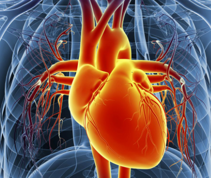 Symptoms of Heart Disease in Men