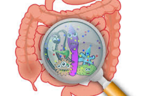 Gut Health