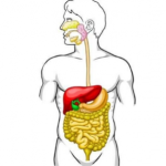 5 Tips to Improve Digestive System