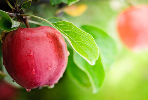 apple