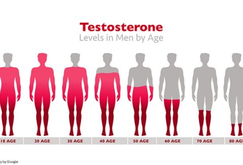 Testosterone level show in human body from high to low